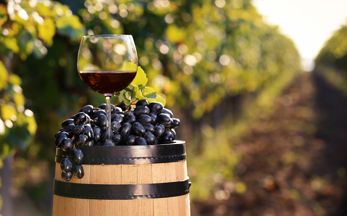 Vino